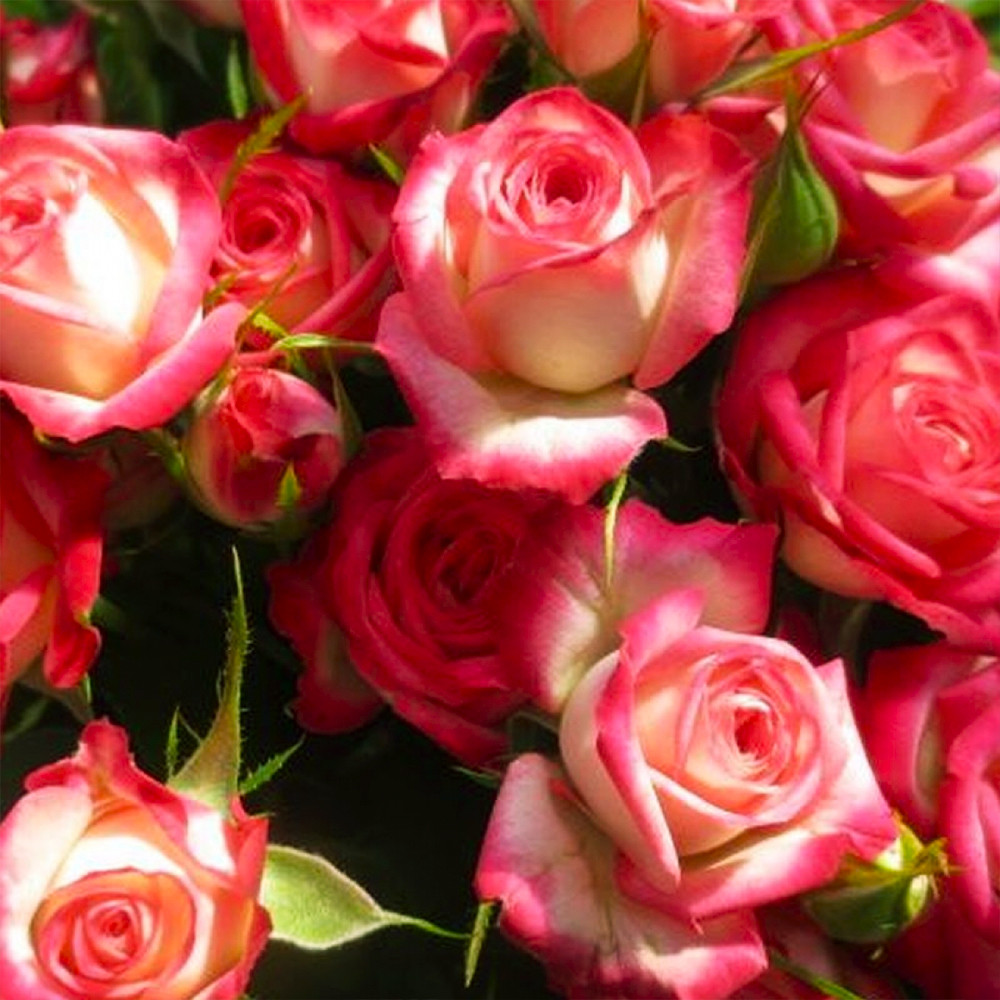 Саджанці бордюрних троянд Сафіна (привитий) Чернівці - фото 3