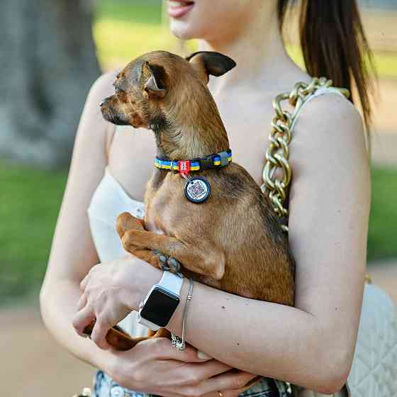 Ошейник для мелких пород собак нейлоновый WAUDOG Nylon c QR-паспортом, рисунок 