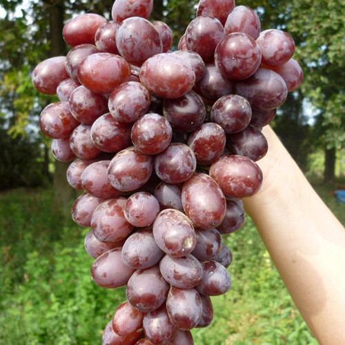 Cаджанці винограду Марадона (черенкований) - 1-річний Чернівці - фото 1