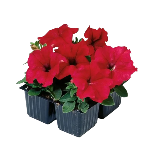 Петунія грандіфлора Танго F1 червона 20шт Професійне насіння Житомир - фото 2