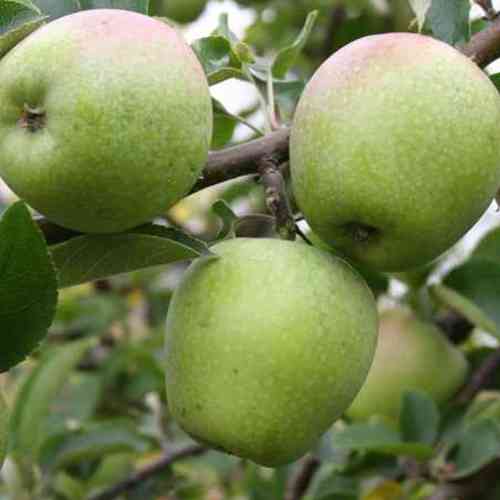 Саджанці яблуні Бойкен (привитий) - 2-річний Чернівці