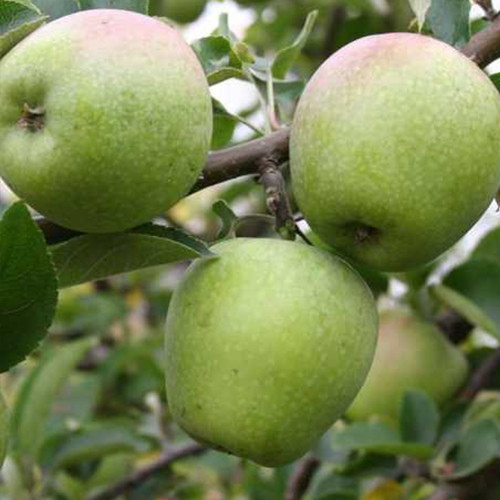 Саджанці яблуні Бойкен (привитий) - 2-річний Чернівці - фото 1