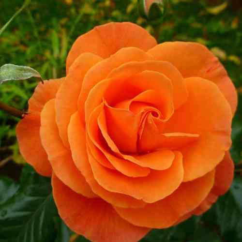 Саженцы роз Супер Трупер (привитый) - 2-летний Черновцы