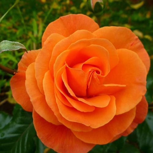 Саженцы роз Супер Трупер (привитый) - 2-летний Черновцы - изображение 1