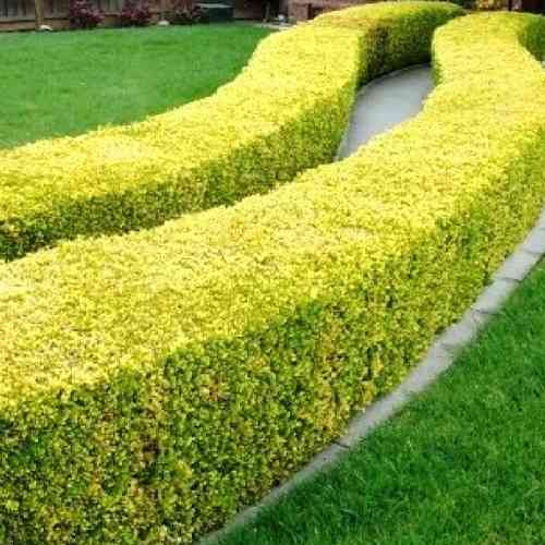 Саженцы бирючины Голд (черенкованный) - 1-летний Черновцы