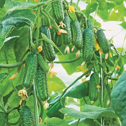 Огірок Еколь F1 самозапильний 10шт Професійне насіння Житомир