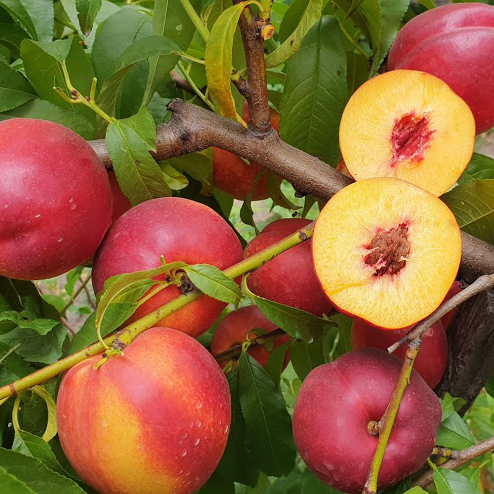 Саженцы нектарина Хоней Хейвен (привитый) - 1-летний Черновцы - изображение 1