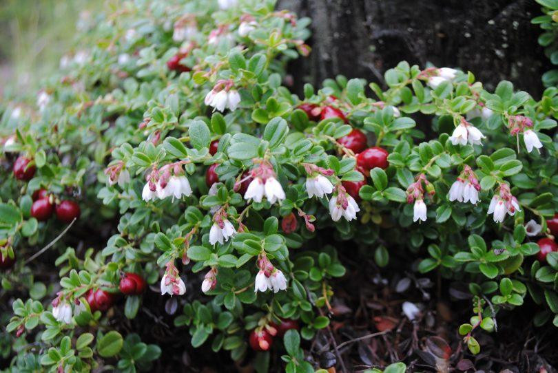 Брусниця лист (Лист брусники), 100г master sem Киев - изображение 3