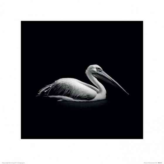 Постер у рамі Nicolas Evariste (Pelecanus) 40 х 40 см Рівне