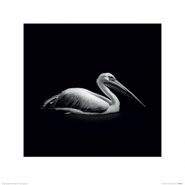 Постер у рамі Nicolas Evariste (Pelecanus) 40 х 40 см Ровно - изображение 1