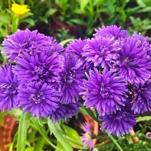 Айстра Афіна 0,3гр WestGard Житомир