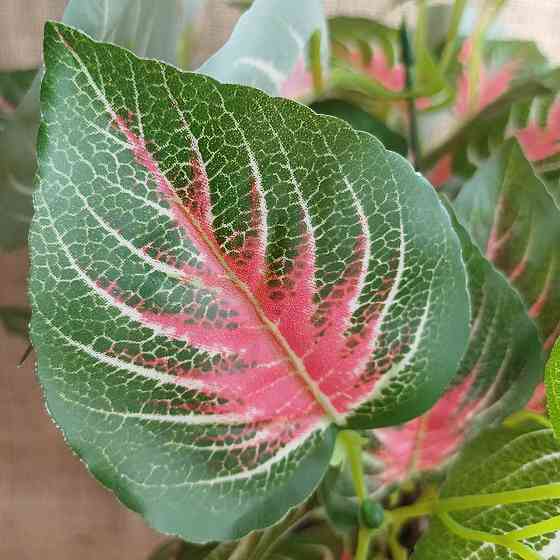 Штучний кущ аглономи із латексу Дніпро