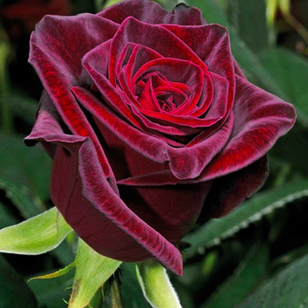 Саженцы чайно-гибридных роз Блэк Баккара (привитый) Черновцы - изображение 1