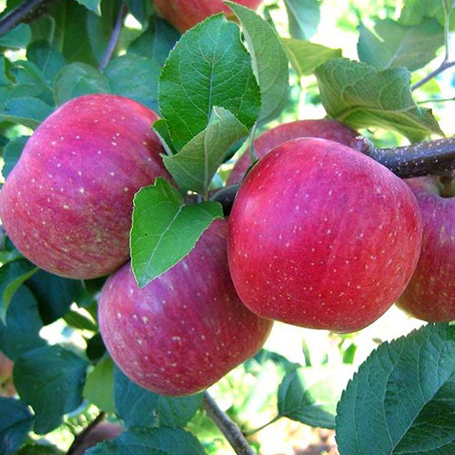 Саджанці яблуні Ред Фуджи (привитий) - 2-річний Чернівці - фото 1