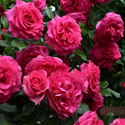 Саджанці троянд Марітім (привитий) - 2-річний Чернівці