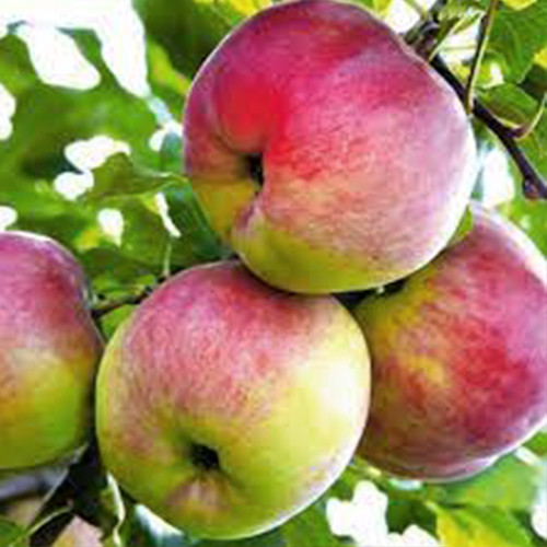 Саджанці яблуні Аксена (привитий) - 1-річний Чернівці - фото 1