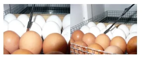 Інкубатор автоматичний БестПро-360акб Киев - изображение 14