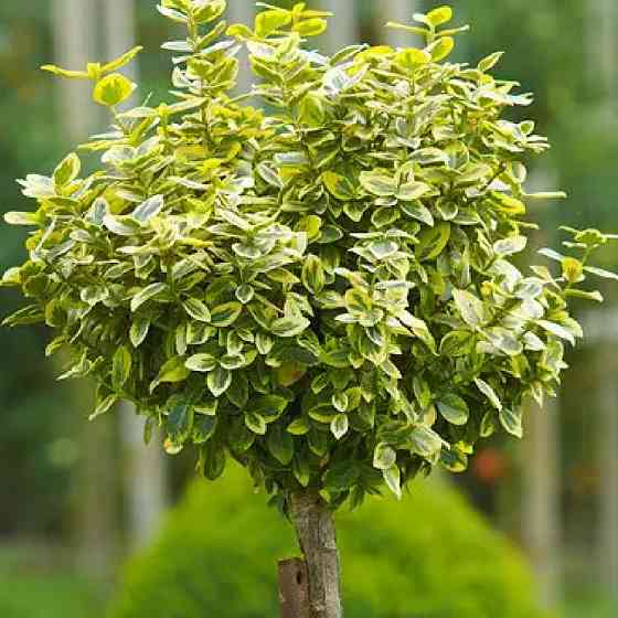 Саженцы бирючины на штамбе Ауреум (привитый) - 2-летний Черновцы