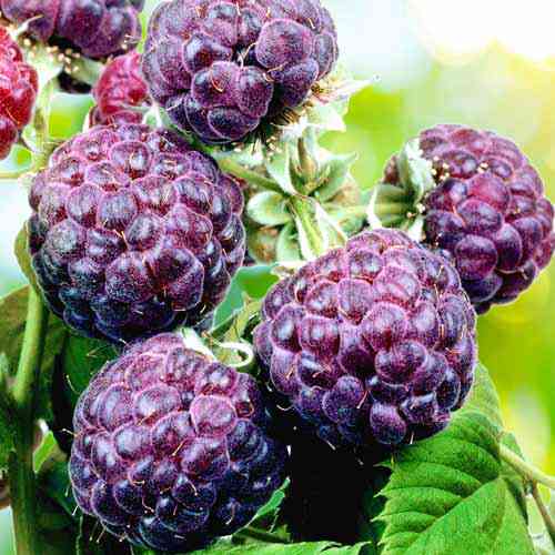 Саджанці малини Роялті (черенкований) - 1-річний Чернівці