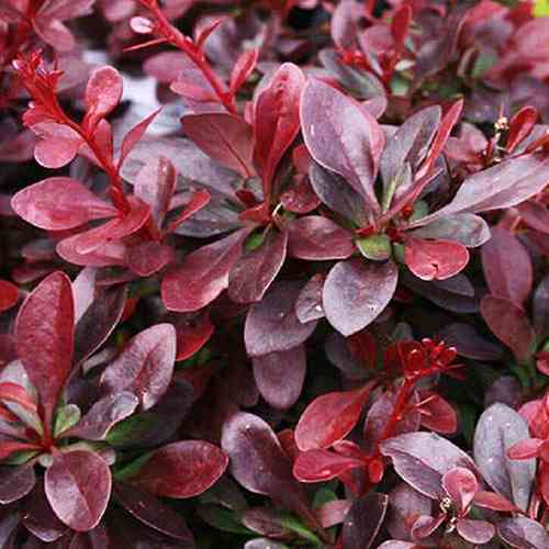 Саженцы барбариса Атропурпуреа (черенкованный) - 2-летний Черновцы