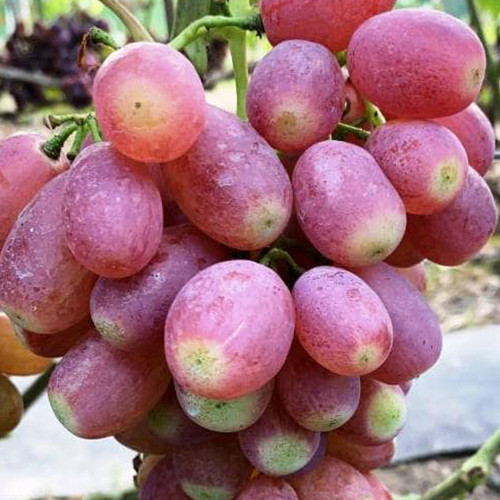 Саженцы винограда Басанти (черенкованный) - 2-летний Черновцы - изображение 1