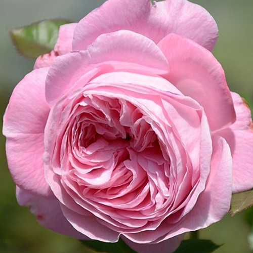 Саженцы роз Графиня Мария Генриетта (привитый) - 2-летний Черновцы - изображение 1