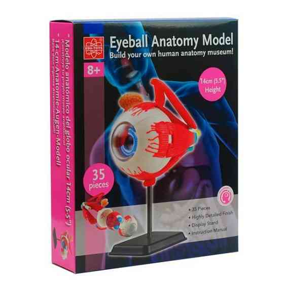 Модель очного яблука Edu-Toys збірна 14 см (SK007) Харків