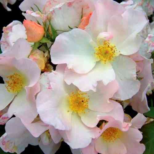 Саженцы парковых роз Салли Холмс (привитый) Черновцы