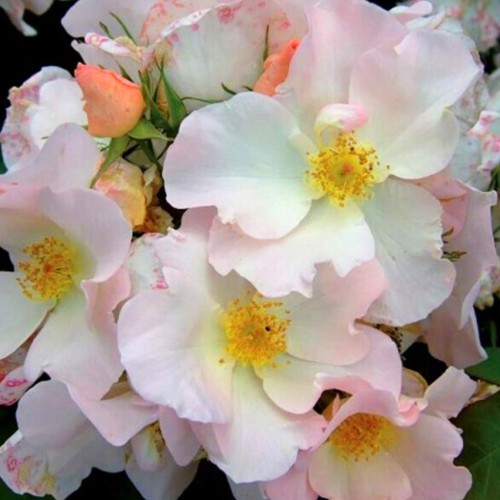 Саженцы парковых роз Салли Холмс (привитый) Черновцы - изображение 3