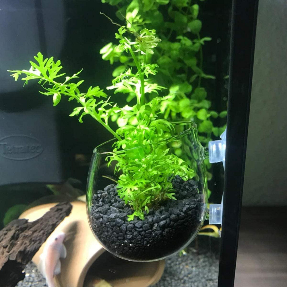 Декор в акваріум до 10см 17081 Луцьк - фото 1