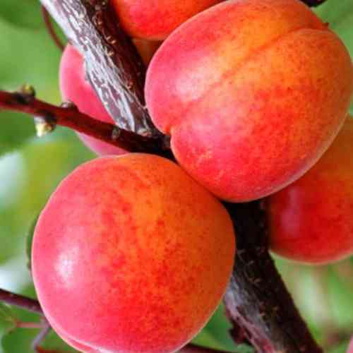 Саженцы абрикоса Оболонский (привитый) - 1-летний Черновцы