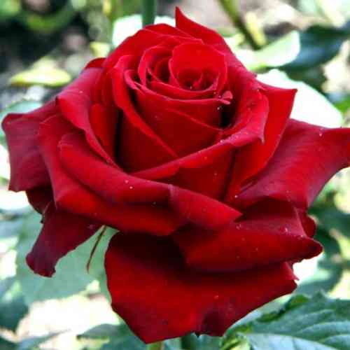 Саженцы чайно-гибридных роз Бургунд (привитый) Черновцы