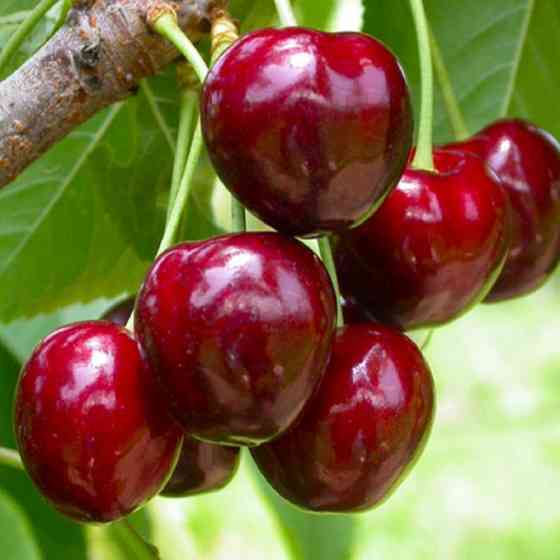 Саджанці черешні Сем (привитий) - 2-річний Чернівці