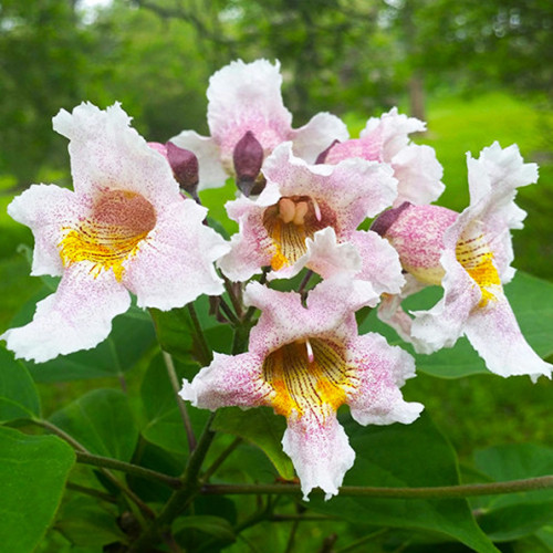 Саджанці катальпи Фаргеза - 1-річний Чернівці - фото 1