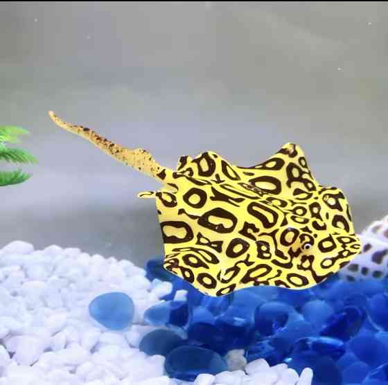 Скат искусственный для аквариума силиконовый люминесцентный светящийся декор в аквариум 16 на 9 см желтый Киев