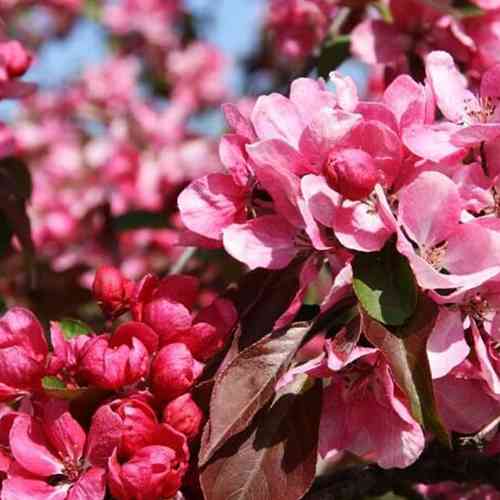 Саджанці яблуні на штамбі Маковецького (привитий) - 1-річний Чернівці