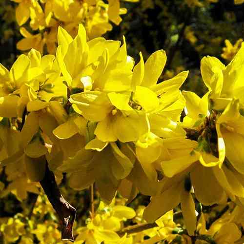 Саженцы форзиции Суспенза (черенкованный) - 2-летняя Черновцы