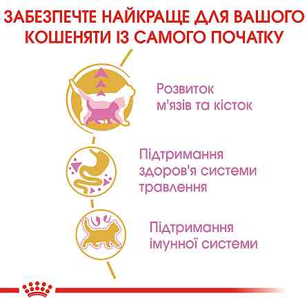 Корм для кошенят породи Британська короткошерста ROYAL CANIN KITTEN BRITISH SHORTHAIR 0.4 кг Київ