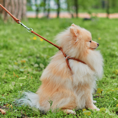 Шлея для собак WAUDOG Soft з QR паспортом кругла Д 6 мм А 26-46 см В 30-50 см коричнева (46236) Вінниця - фото 2