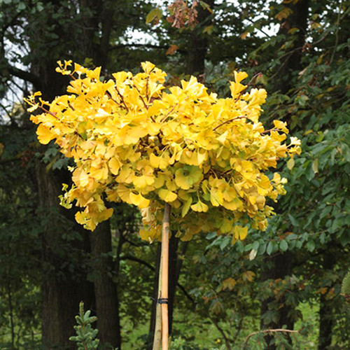 Саджанці клена на штамбі Прінстон Голд (привитий) - 2-річний Чернівці - фото 1