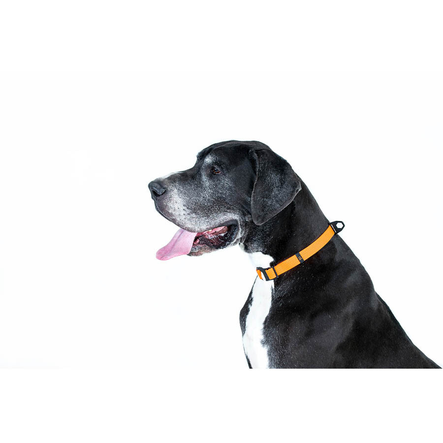 Нашийник EVOLUTOR, регульований, універсальний розмір (ширина 25мм, довжина 25-70 см) помаранче Коломыя - изображение 7