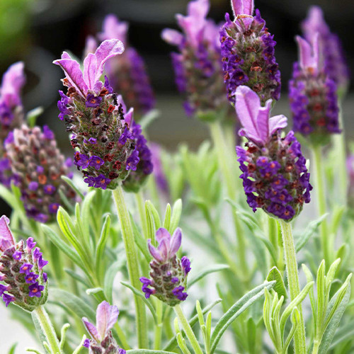 Саженцы лаванды Победа (черенкованный) - 2-летний Черновцы - изображение 1