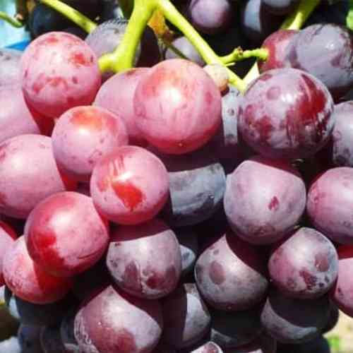 Саженцы винограда Кардинал (черенкованный) - 2-летний Черновцы