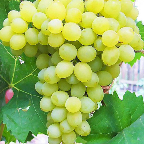 Саженцы винограда Жемчужина Саба (черенкованный) - 1-летний Черновцы - изображение 1