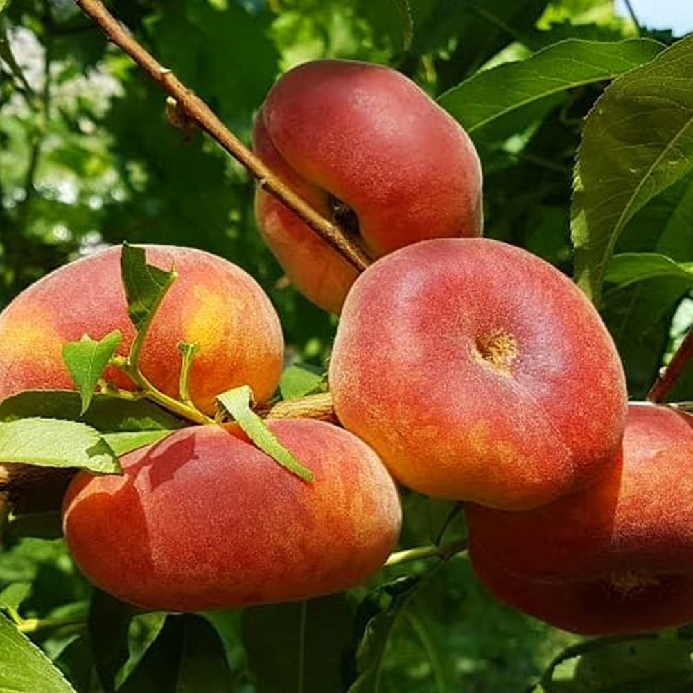 Саженцы персика Свит Ринг (привитый) - 2-летний Черновцы - изображение 1