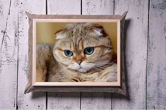 Поднос с подушкой Кот Милашка Винница