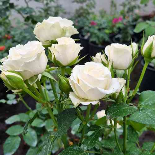 Саджанці троянд Вайт Баблс (привитий) - 2-річний Чернівці