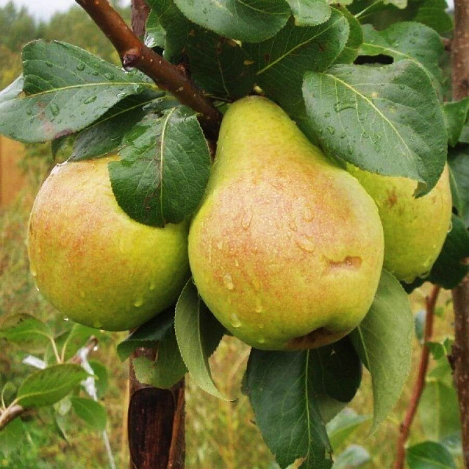 Саджанці груші Рікс (привитий) - 1-річний Чернівці - фото 1