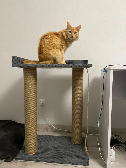 Когтеточка-башня, большая когтеточка 95*60*40 см с лежанкой для больших котов и Мейн-кунов Киев - изображение 3