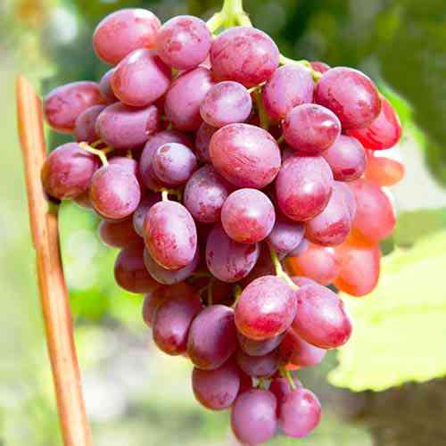 Cаджанці винограду Гурман Ранній (черенкований) - 2-річний Чернівці